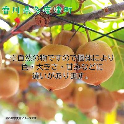 ふるさと納税 多度津町 香川県オリジナルキウイフルーツ『さぬきゴールド』約3kg【先行受付中!令和8年10月中旬【B-17】 |  | 01