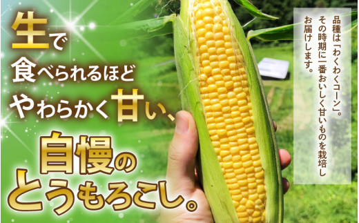 とうもろこし 10本 3.5kg以上 (1本：2Lサイズ以上 370g～450g) 糖度18度以上 (わくわくコーン) とうもろこしトウモロコシ とうもろこし甘い イエローコーン スイートコーン 黄甘コーン 旬の味覚 朝採れ 新鮮  野菜 甘い 朝どれ 採れたて野菜 夏野菜 旬 バーベキュー BBQ アウトドア キャンプ 産地直送 [A-7102]