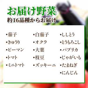 野菜 夏野菜 セット 6～8品目 3人～4人用 定期便 年4回 野菜 夏野菜 野菜