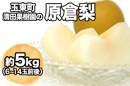 原倉梨 約5kg 清田果樹園 梨