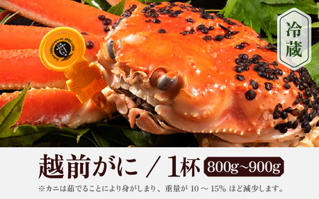 【11月発送】越前がに本場の越前町からお届け！浜ゆで越前かに  × 1杯 (生で1杯850g前後)  [e65-x004_11] カニ かに 越前がに 越前ズワイガニ 越前かに 越前カニ 姿 