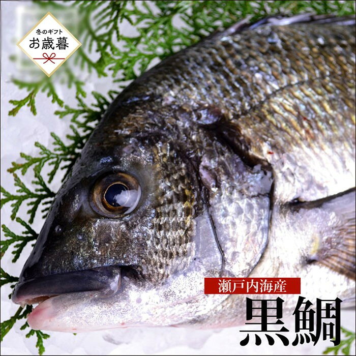 【ふるさと納税】【お歳暮】【処理方法選択可】黒鯛 1尾（約1kg）ちぬ チヌ 刺身 | 魚 お魚 さかな 食品 人気 おすすめ 送料無料