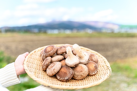北海道の自然で育った 極撰 肉厚しいたけ 1kg HOKBA001