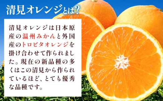 清見オレンジ ノーワックス 有田育ちの完熟清見オレンジ 約5kg 有田マルシェ ご家庭用《2027年2月下旬-5月上旬頃出荷》和歌山県 日高町 清見オレンジ 柑橘 柑橘類