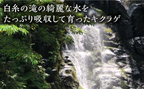 生きくらげ 100g×4P  福岡県糸島産 糸島市/糸島きのこファーム [AFC004]