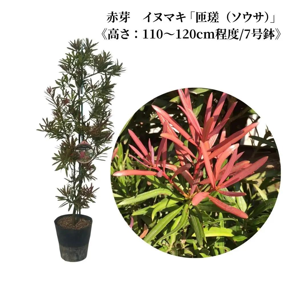 赤芽 イヌマキ  「匝瑳（ソウサ）」《高さ：110～120cm程度》