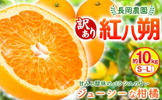 【訳あり】紅八朔 約10kg 長岡農園《2027年3月下旬-5月中旬頃出荷》 和歌山県 日高川町 紅八朔 八朔 はっさく