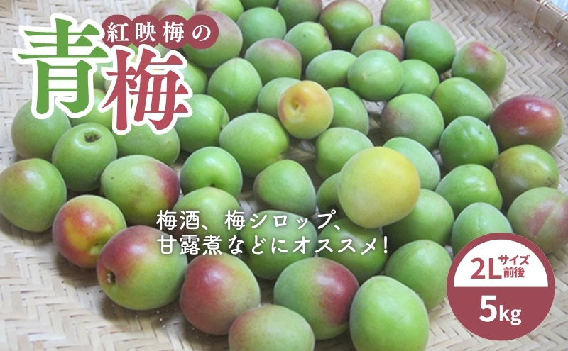 6月中旬～順次発送 青梅（紅映梅）5kg 2Lサイズ前後 秀と優の混合 野菜 ウメ