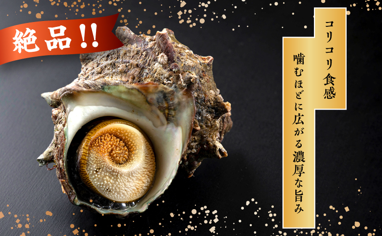 【期間限定】離島小島産 活サザエ ２kg 大きいサイズ 8個～10個 冷蔵 濃厚 海鮮 北海道 特産品 新鮮 刺身 焼き物 つぼ焼き バター炒め 炊き込みご飯 お取り寄せ 松前町 MATO001