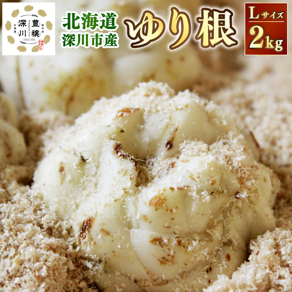 【ふるさと納税】＜令和7年産 先行受付＞ 北海道 深川市産 ゆり根(Lサイズ) 約2kg 野菜 やさい 深川市 特産品 【2025年9月上旬～10月上旬 発送予定】