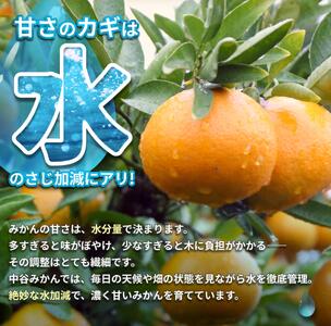 温州みかん 10kg 2S～2Lサイズ混合 11月発送※2026年11月中旬頃～11月下旬頃に順次発送予定 【nktn004-r-10-nov】 