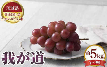 【先行予約】我が道　約5kg（7～9房）【茨城県共通返礼品 かすみがうら市】 No.653