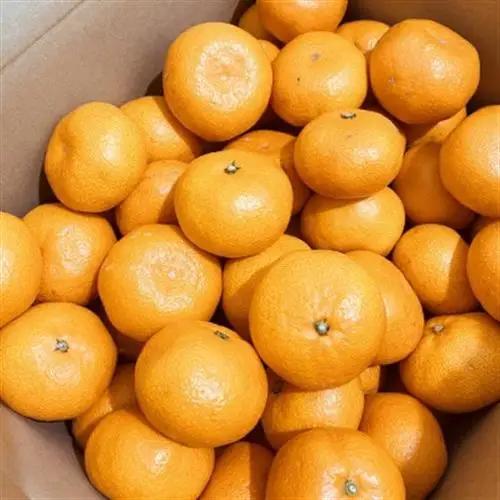 【産直】和歌山下津みかん約5kg(SサイズまたはMサイズのいずれかをお届け・秀品)(日高町)【1217458】