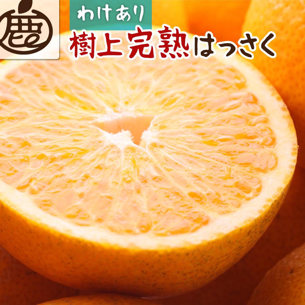 ＜4月より発送＞家庭用樹上完熟はっさく2.5kg+75g（傷み補償分）【有田の春みかん・五月八朔・さつきはっさく・木生りはっさく・きなりはっさく】【光センサー選別】【訳あり・わけあり】