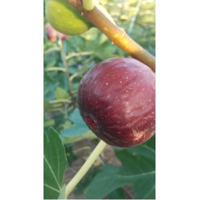 ふるさと納税 城陽市 京都府城陽市のいちじく(ドーフィン) 400g×4パック 栄養が豊富な体に嬉しいフルーツ |  | 02