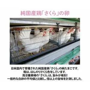 純国産鶏【さくら】純たまご30個入り 破損保証5個を含む【6ヶ月連続お届け】 (AJ029) 国産 卵 産地直送 たまご 飼料にこだわった 玉子 鶏卵