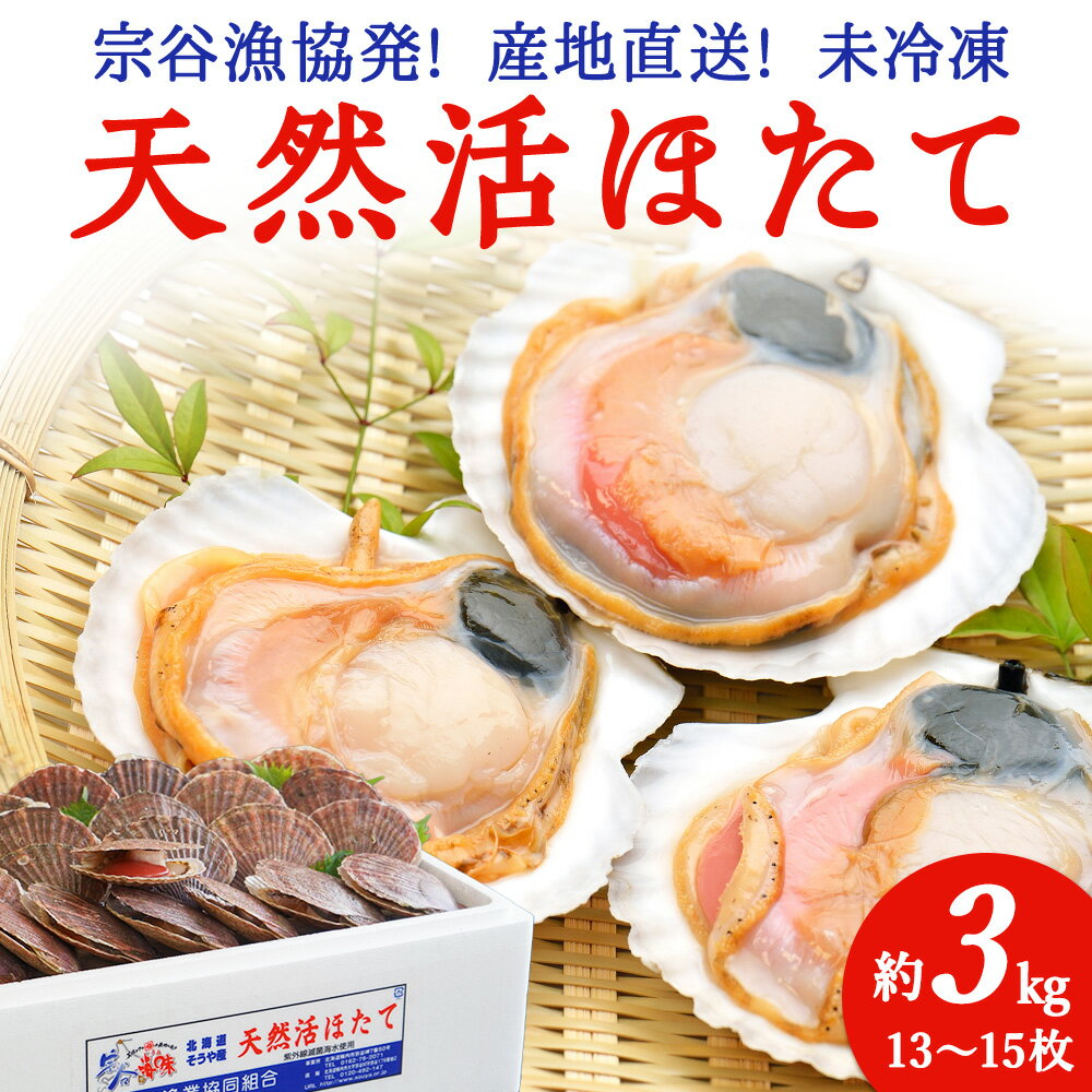 【ふるさと納税】＜先行予約＞宗谷漁協発!産地直送!活ほたて約3kg(13〜15枚入) 選べる発送月 刺身 海鮮 ほたて 帆立 ホタテ ホタテ貝 帆立貝 貝 海鮮 魚介 北海道 稚内市 稚内 人気 ふるさと 【配送不可地域：離島・沖縄県】