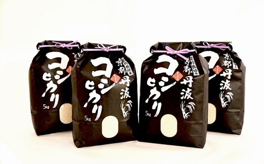《新米先行予約》 京丹波こしひかり 20kg 令和6年産 京都 米 精米 コシヒカリ ※北海道・沖縄・その他離島は配送不可 [033MB001]