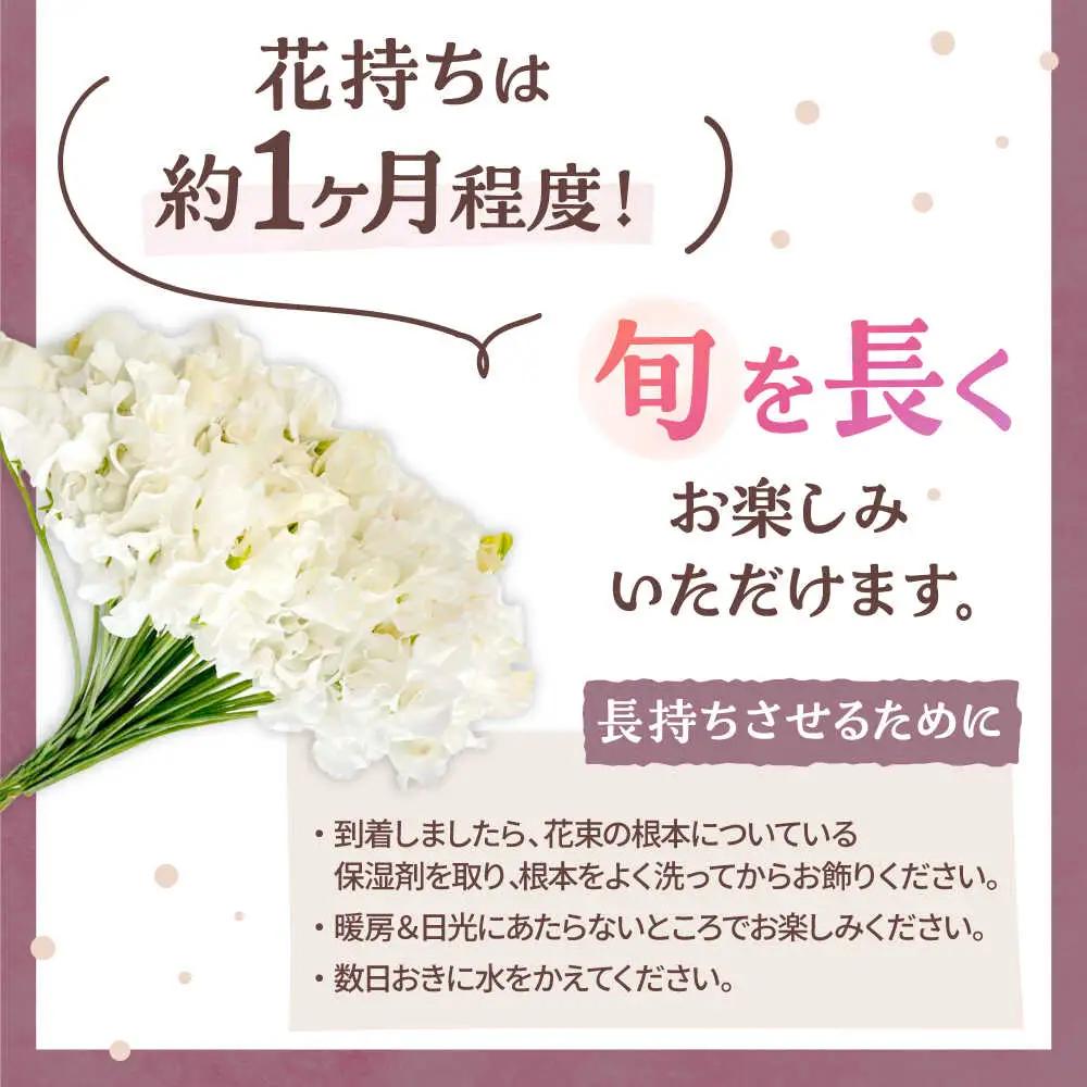 【先行予約 2026年12月～発送】スイートピー 花束 50本（ホワイト） /  [IBW003]