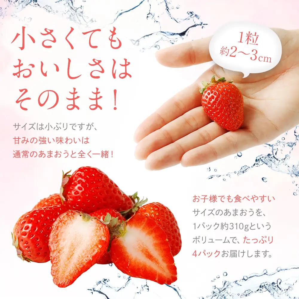 訳あり 小粒いちご あまおう 合計約1240g 約310g×4パック【2027年2月より順次発送】 いちご