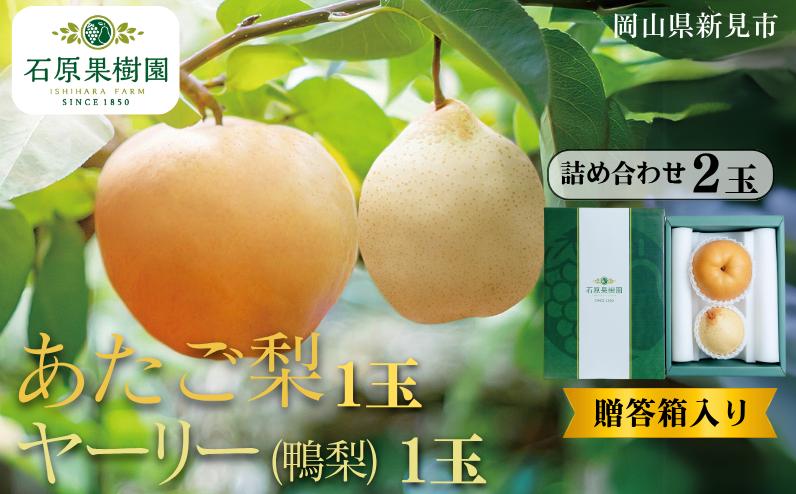 
            あたご梨1玉 ヤーリー (鴨梨) 1玉 詰め合わせ 2玉 贈答箱【先行予約 2025年11月中旬から順次発送】
          