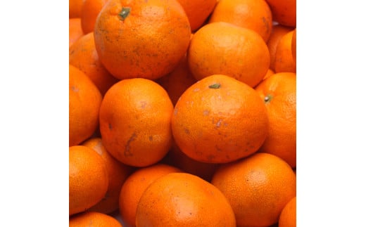 【先行予約】家庭用 有田みかん サイズ混合(2S～2L) 1kg+250g  ※11月より発送(完熟)【わけあり・訳あり】【光センサー選果】※北海道・沖縄・離島配送不可 / みかん ミカン 和歌山 柑橘 フルーツ 有田 有田みかん 【ikd210】