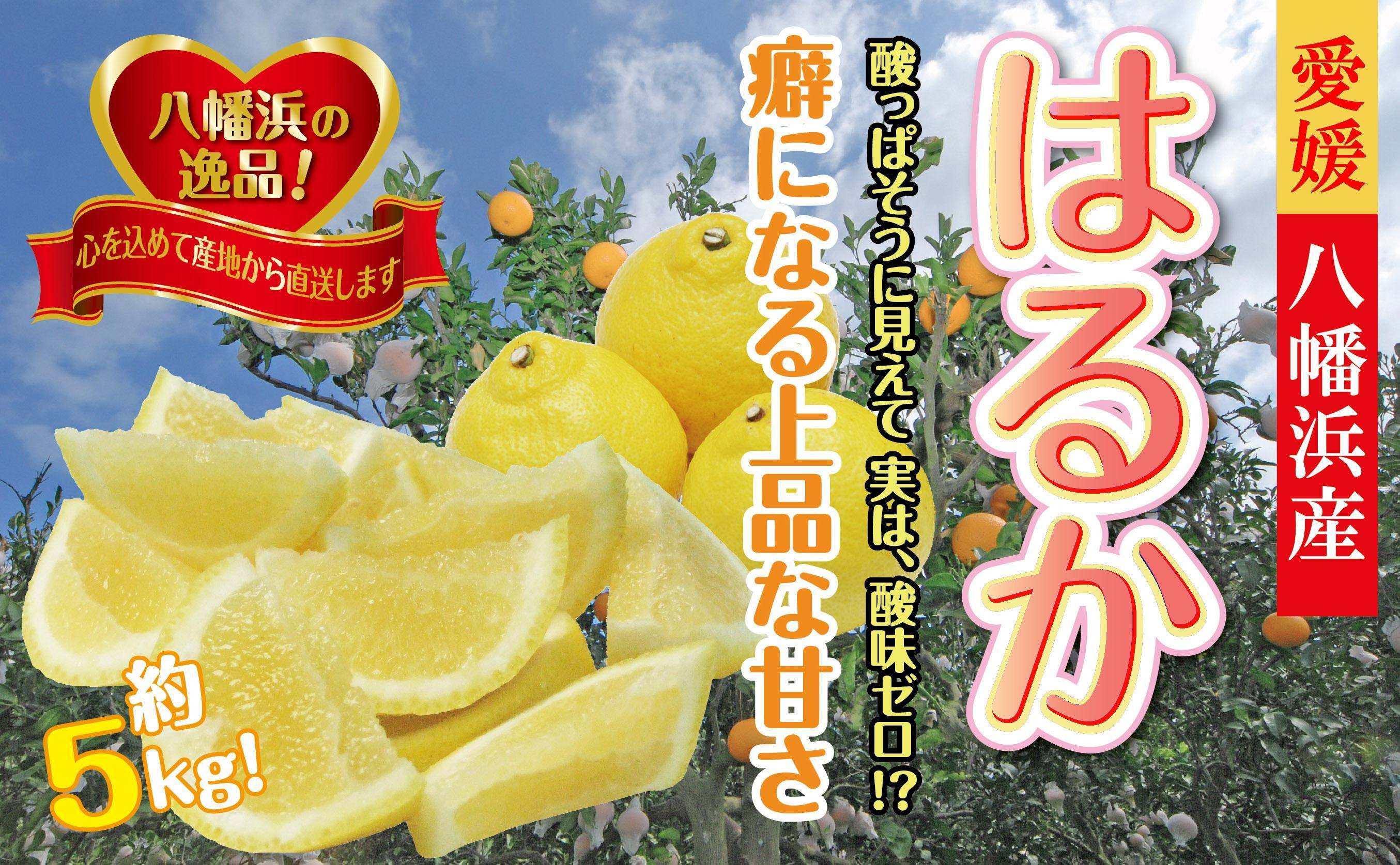 
            ジューシーな甘さ!「はるか」約5キロ　＜C39-7＞【1280653】
          