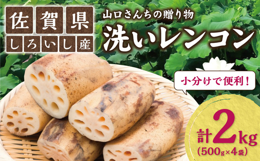 
【山口さんちの贈り物｜佐賀県しろいし町産】産地直送「洗いしろいし蓮根」2kg（500g×4袋）
