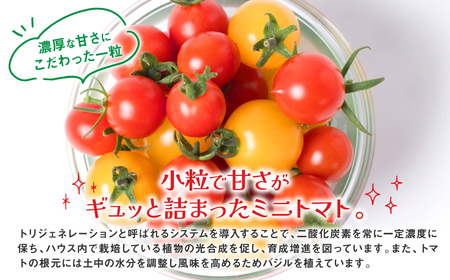 【先行予約】 【定期便3回】 ミニトマト (ミックス) 1.2kg×3回 八代市産 宮島農園 とまと 野菜 【2025年12月上旬より順次発送】