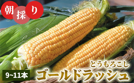 No.846 朝採りとうもろこしゴールドラッシュ【期間限定】