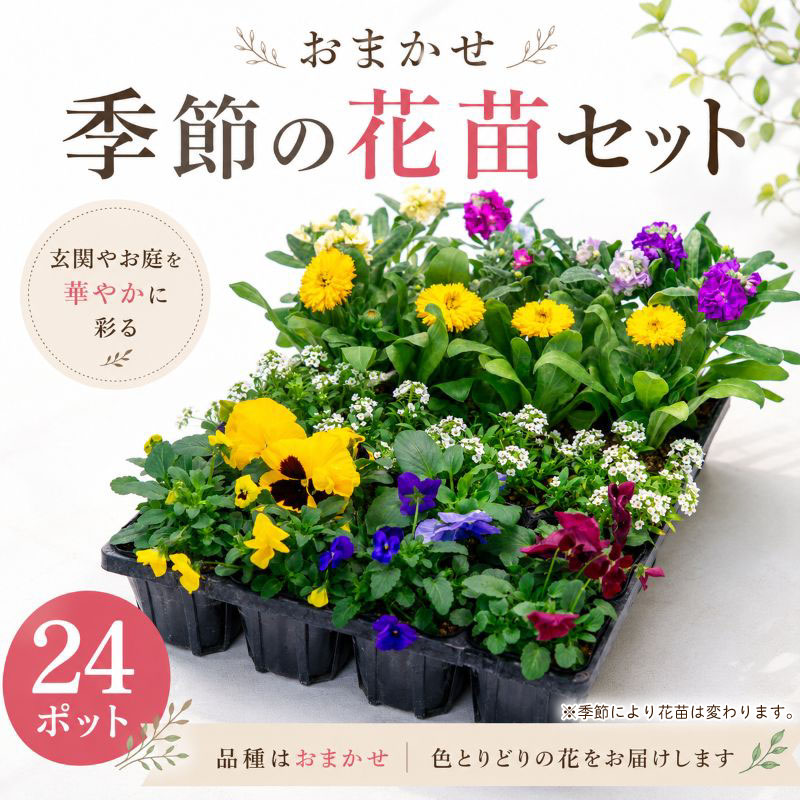 【ふるさと納税】 品種おまかせ 季節のお花 24ポット 花苗セット 寄せ植え ガーデニング 園芸用 花 苗ミックス 鉢植え 花壇 ベランダ 庭づくり 初心者 簡単 母の日 敬老の日 プレゼント ギフト 贈り物 植物 お取り寄せ ハイフラワー 埼玉県 羽生市