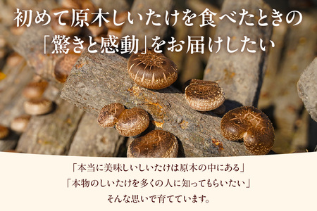 【先行予約：26年10月～発送】東浦町産 原木栽培生しいたけ（約500g）