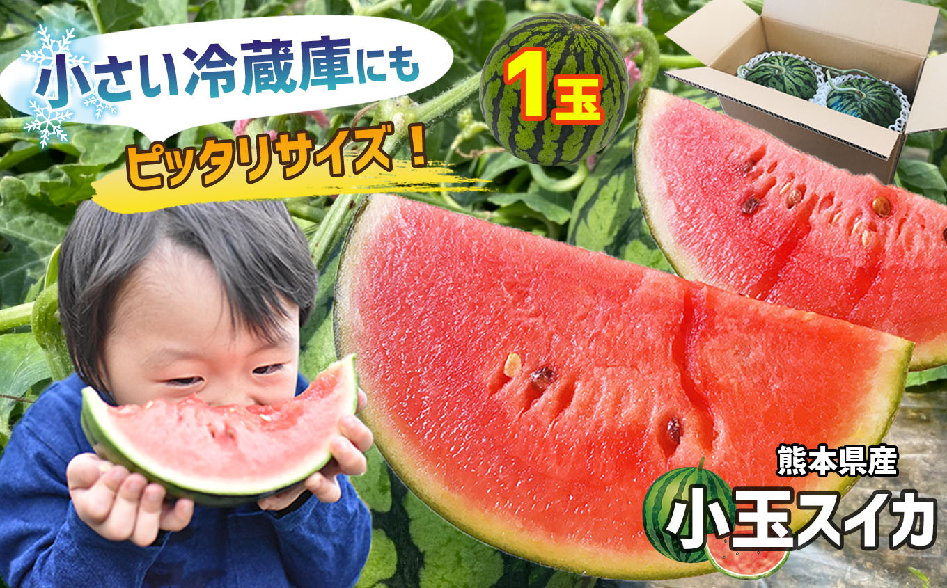 
            【4月～6月発送】 スイカ 王国 熊本 ！ 小玉 すいか 1玉 熊本県産 果物  西瓜 フルーツ | 果物 くだもの フルーツ すいか スイカ 西瓜 小玉 熊本県 玉名市
          