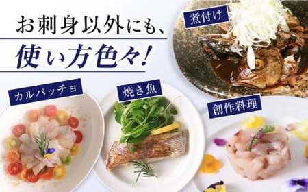 先行予約 シマアジ 堪能5点 [CBW006] アジ