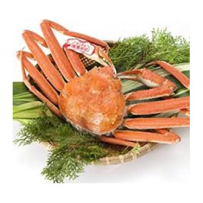 ふるさと納税 琴浦町 【先行予約】ブランドタグ付き 松葉ガニ(ボイル)　1枚(800g以上)　【年明け配送】