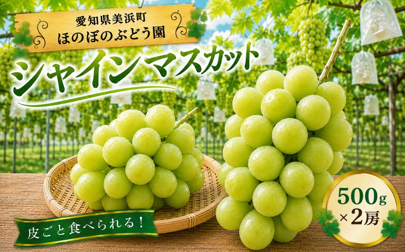 
                  美浜町産 こだわりシャインマスカット 500g×2 | ぶどう 果物 くだもの フルーツ ふるーつ 濃厚 季節限定 先行予約 旬 人気 おすすめ 愛知県 美浜町
                
