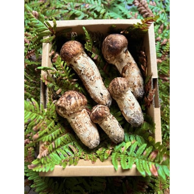 産地直送　岩手県岩泉町産まつたけ　お任せつぼみセット300g【配送不可地域：離島】