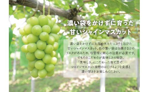 【きよとうファーム】数量限定！大粒シャインマスカット厳選品１房 /700g以上 (岡山県産) 【KF-B013-03】