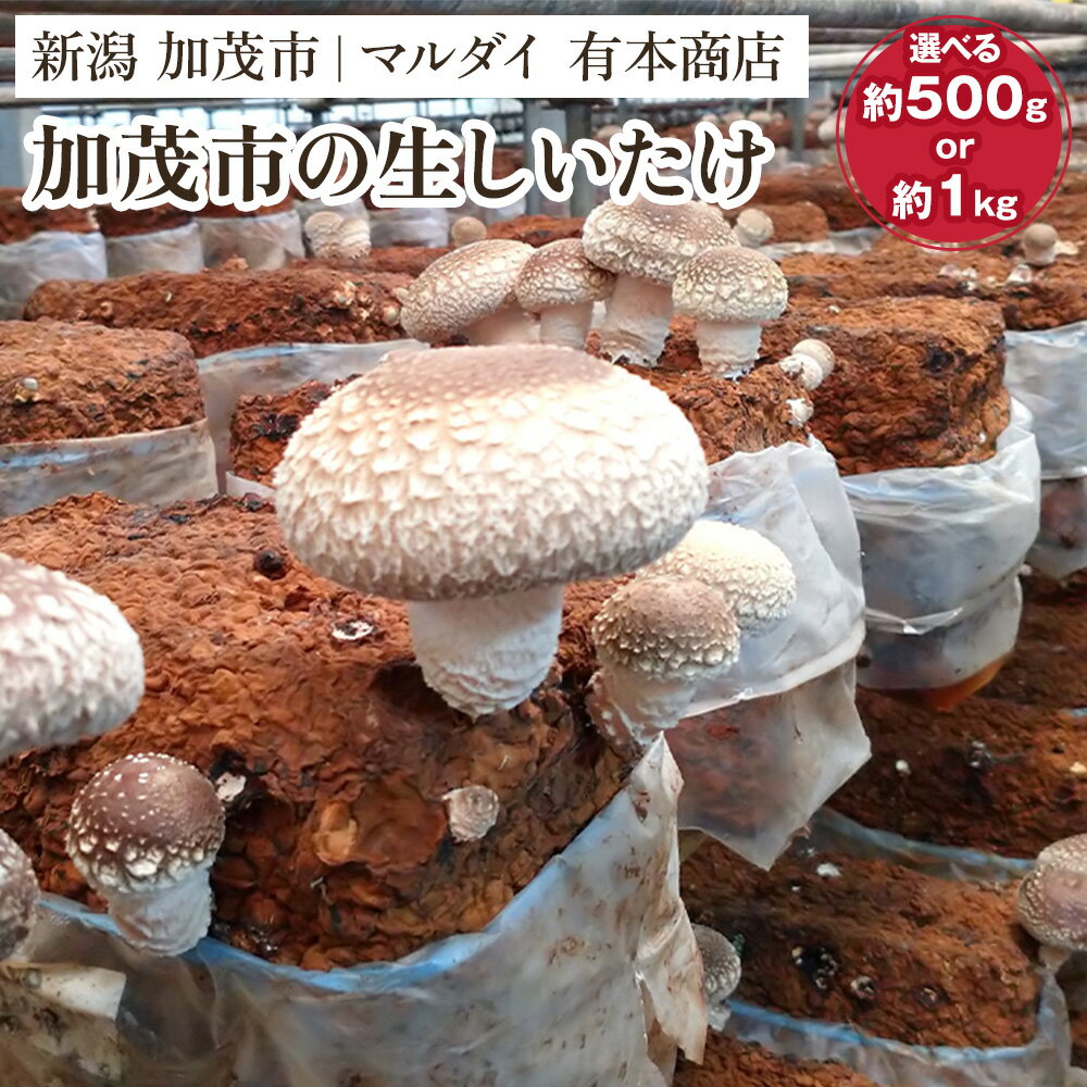 【ふるさと納税】【2025年先行予約】加茂市の生しいたけ 「約500g」or「約1kg」 《10月下旬～順次発送》青木農園で栽培された椎茸 きのこ 秋の味覚 加茂市 マルダイ 有本商店