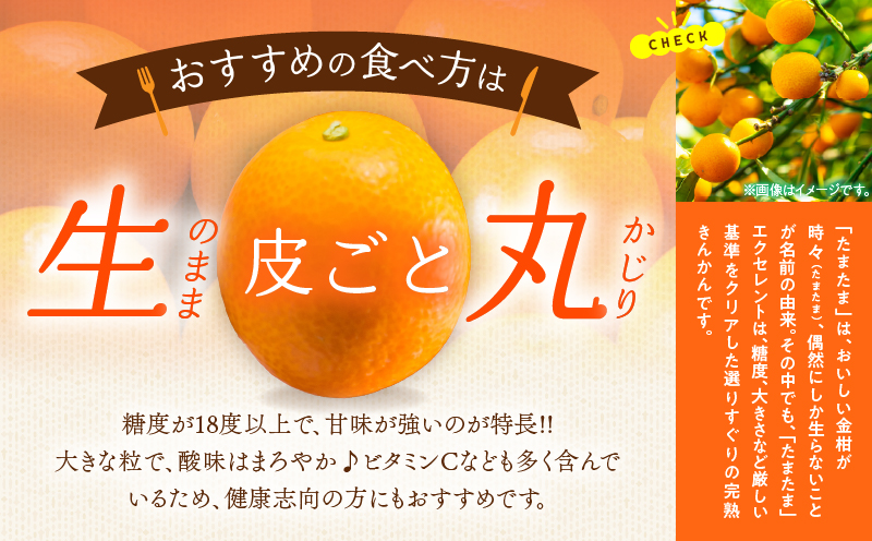 糖度18度以上!! 完熟きんかん たまたま エクセレント 計1kg 傷み補償分入り フルーツ 果物 柑橘 金柑 国産 食品 A品 2L ブランド 大粒 極甘 デザート おすすめ ギフト プレゼント 贈