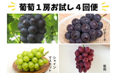 【2026年先行予約】葡萄1房お試し４回便（ボッケーネ・ピオーネ・シャインマスカット・紫苑）(定期便) (岡山県産)【KF-T003-01】