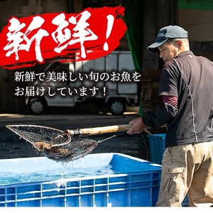 ＜冷凍＞鹿児島県阿久根産 天然きびなごのお刺身(計160尾・20尾×8パック) 国産 魚介 魚貝 海産物 鮮魚 刺身 天ぷら 冷凍配送 キビナゴ 海鮮丼 食品 セット 詰め合わせ 水産加工品 【濱崎魚