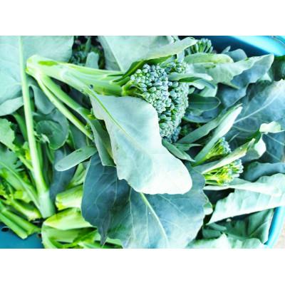 ふるさと納税 秦野市 〈11月〜発送〉　【大好評♪】 子どもがモリモリ食べてくれた　茎ブロッコリー 1300g |  | 03