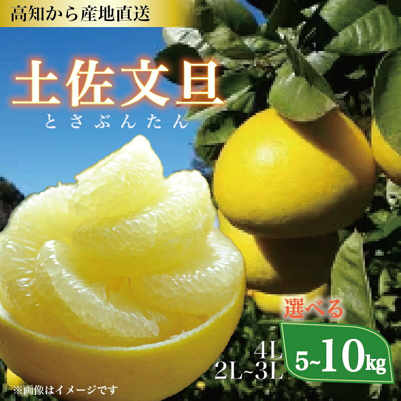 【ふるさと納税】 土佐文旦 5kg ~ 10kg 2L ~ 4L ご家庭用 文旦 ぶんたん 植田農園 高知 柑橘 柑橘類 フルーツ 果物 大玉 文旦5kg 文旦10kg 糖度11 12 文旦セット 高知県 黒潮町