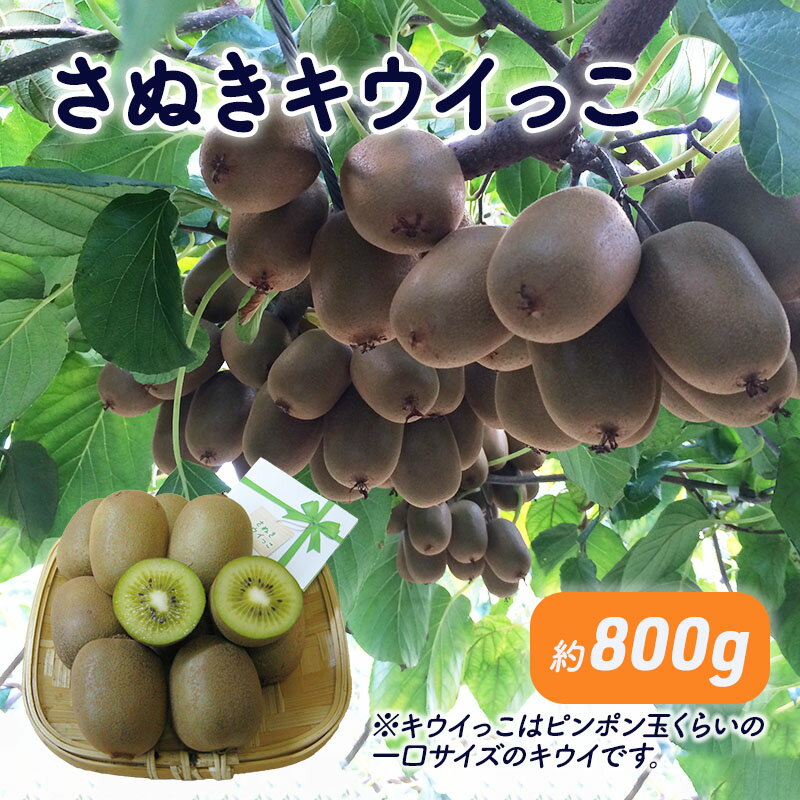 【ふるさと納税】さぬきキウイっこ　約800g_キウイフルーツ 果物詰合せ くだもの 　お届け：2026年11月1日～2026年12月31日
