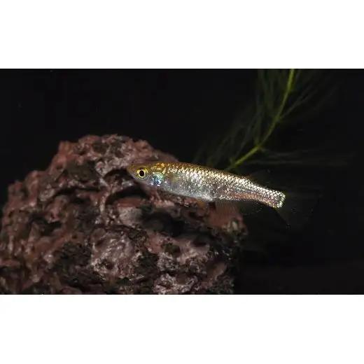メダカ「琥珀ラメみゆき」3ペア
