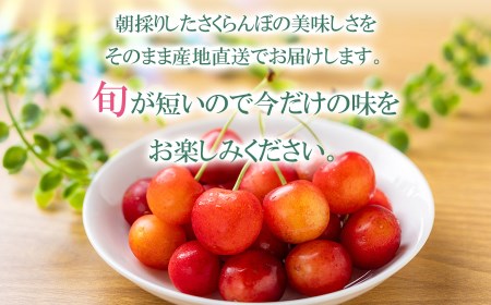 【令和6年産先行予約】さくらんぼ 佐藤錦 バラ詰め M～Lサイズ混合 1kg 庄内さくらんぼ園