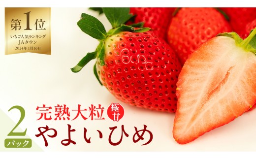 《 2027年 収穫分 》 完熟 やよいひめ 260g×2パック 国産 いちご イチゴ 苺 くだもの 果物 フルーツ 冬 春 旬 [BC026sa]