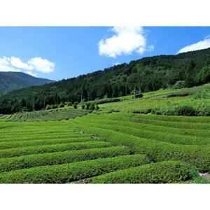 香りと旨みを贅沢に　静岡産 茎茶（棒茶）たっぷり1kgセット（500g×2袋）