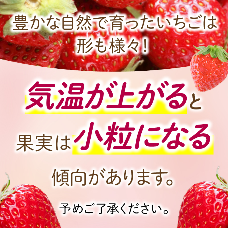 いちご 紅ほっぺ 約600g ( 約300g × 2パック ) 冷蔵 朝採れ 苺 春 旬 四国 徳島 小松島 期間限定 産地直送 フレッシュ イチゴ フルーツ 果物 国産 ふるさと人気 限定出荷 いち